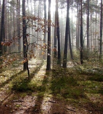 На Волині двоє молодиків заставили підлітка залізти у багажник, вивезли його в ліс і побили