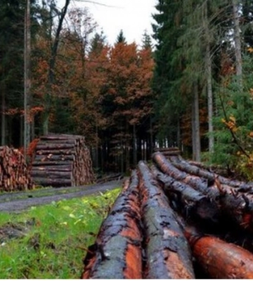 Уряд ухвалив реформу лісової галузі