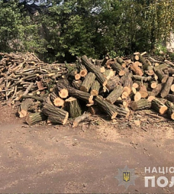 В Кривом Роге разоблачили преступников, которые незаконно вырубывали лес