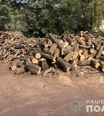 У Кривому Розі викрили злочинців, які незаконно вирубували ліс