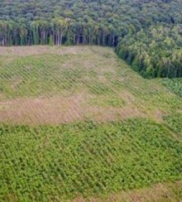 На Полтавщині чиновник незаконно дозволив розорати понад 15 гектарів лісу