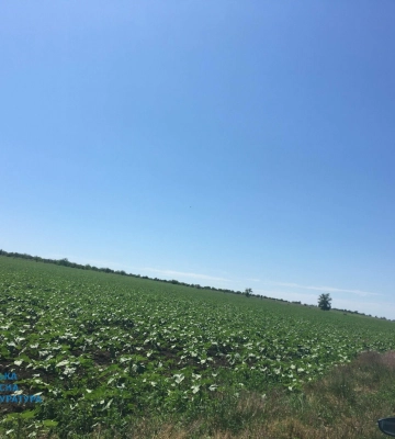 На Одещині підприємець самовільно захопив 411 га державної землі, - ФОТО