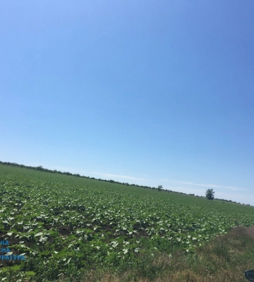 У Болградському районі підприємця зобов’язали повернути сільраді самовільно захоплені сільгоспземлі