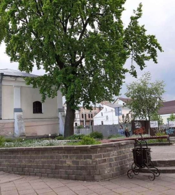 Дуб біля будинку Косачів у Луцьку оголосили пам’яткою природи