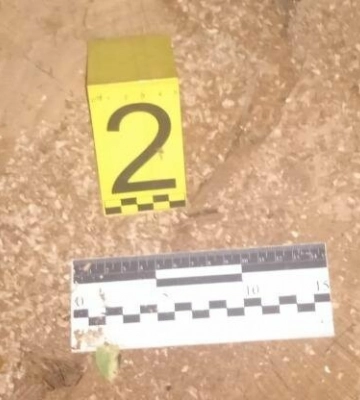 На Одещині будуть судити правопорушника, який незаконно рубав дуби,- ФОТО