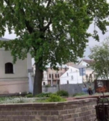 Дуб біля будинку Косачів став об&#039;єктом природно-заповідного фонду