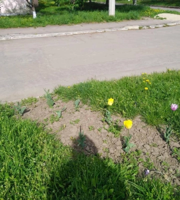 У Здолбунові на клумбах «попрацювали» вандали