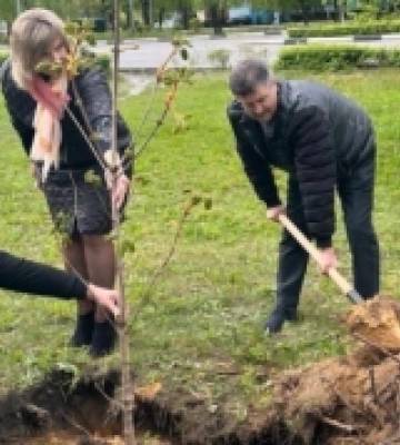 У Вараші висадили алею каштанів