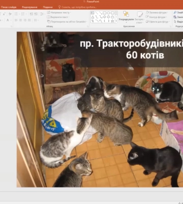60 или 11 котов на квартиру: жилищные нормы для животных установили в Харькове
