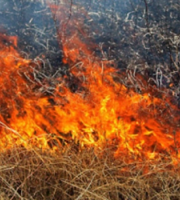 На Львівщині палії трави продовжують нехтувати законом