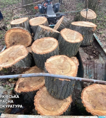 На Харківщині викрито чорного лісоруба: напиляв дерев на майже 120 тисяч гривень