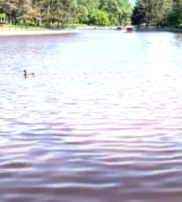 Стало відомо, чому погіршилася якість води у ставку в одеському парку Перемоги