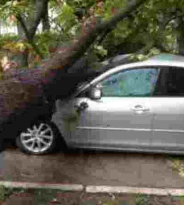 У Хмельницькому комунальники відшкодують ремонт Mercedes-Benz, на який впало дерево