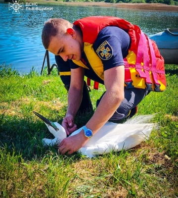 На Львівщині врятували чаплю, яка висіла на мотузці головою вниз