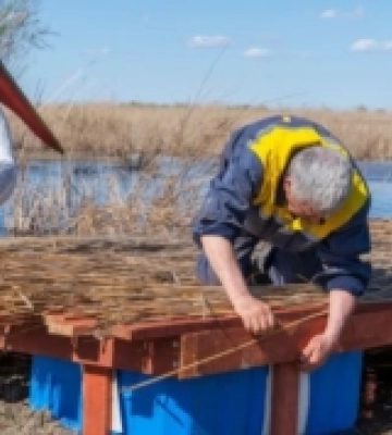 В Ізмаїльському районі на Одещині відроджують популяцію кучерявого пелікана