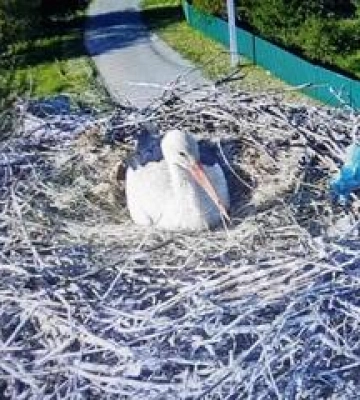 Потомство лелек Грицька та Одарки на Полтавщині: скільки пташенят вилупилося та як будуть розвиватися
