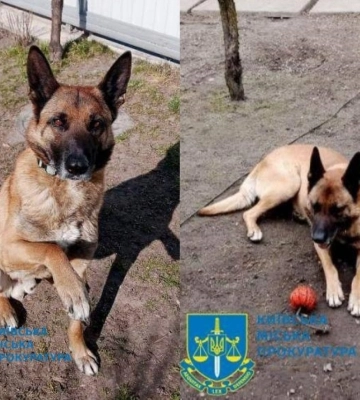 У Києві чоловік застрелив сусідську бельгійську вівчарку, привезену із АТО