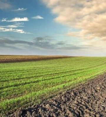 Повідомлено про підозру експосадовцям Держгеокадастру на Миколаївщині, які незаконно роздали понад 20 га землі