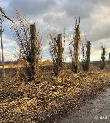 В Онуфріївській громаді «кронували» дерева, завдавши збитків на 400 тис. грн
