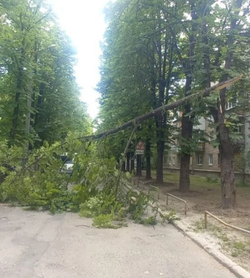 Шквал у Харкові повалив півтора десятка дерев і пів сотні гілок 