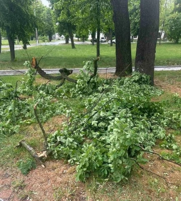 Сильный ветер в Харькове повалил деревья и повредил крыши