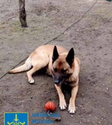 У Києві чоловік застрелив бельгійську вівчарку – йому повідомлено про підозру