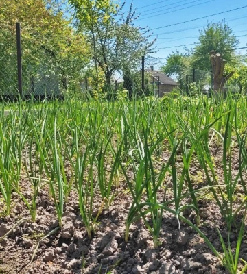 На Волині під овочеві культури заплановано 13 тисяч гектарів. Більшість площ – селянські господарства
