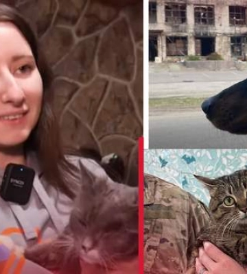 Терапия для людей и животных: как в Харькове реабилитируют котов, которые потеряли дом и семью