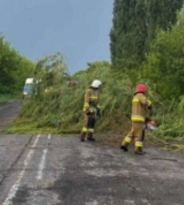 Негода на Миколаївщині: трасу завалило деревами