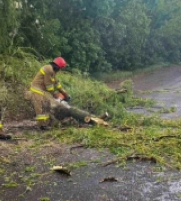 У Первомайській громаді на Миколаївщині вітер повалив дерева