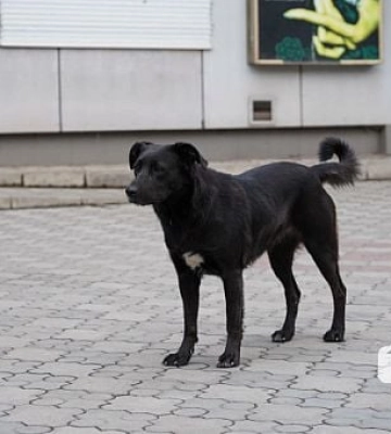 На Днепропетровщине зарегистрировано больше всего случаев заболеваний бешенством