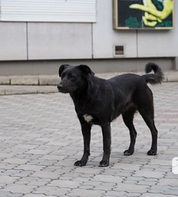 На Дніпропетровщині зареєстровано найбільше випадків захворювань на сказ