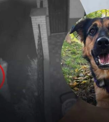 У Києві чоловік схопив собаку знайомої та щосили кинув об асфальт: інцидент потрапив на відео