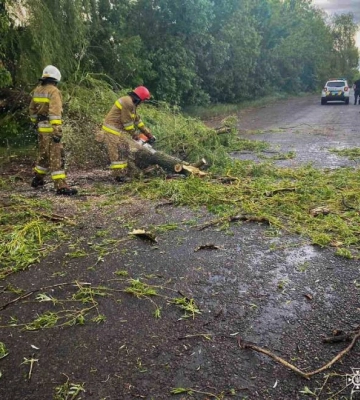 На Миколаївщині внаслідок негоди дерево впало на дорогу