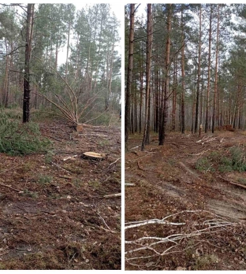 На Рівненщині у заказнику вирубали дерева