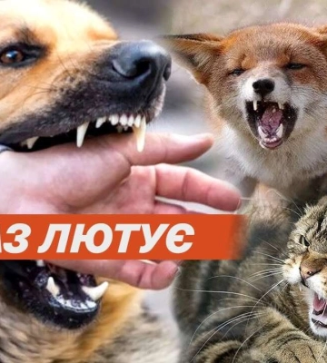Спалах сказу на Дніпропетровщині: заразитися можна навіть від домашніх тварин