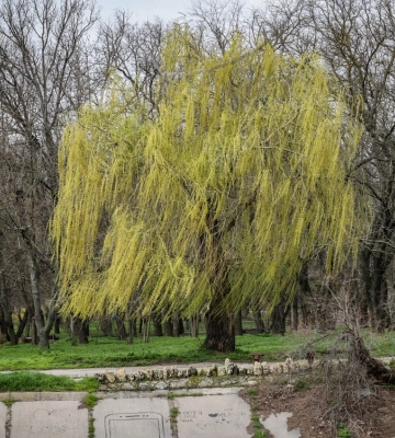 До 20 метрів за секунду. Синоптики попереджають про сильний вітер на Херсонщині