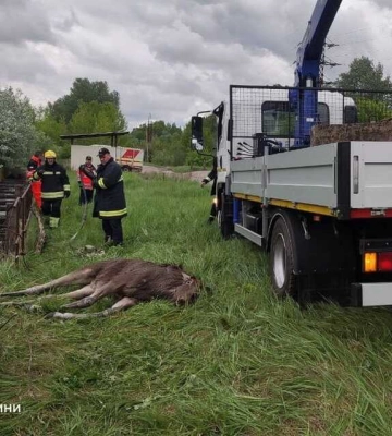 На Чернігівщині рятувальники визволили лося з водяної пастки (ФОТО)