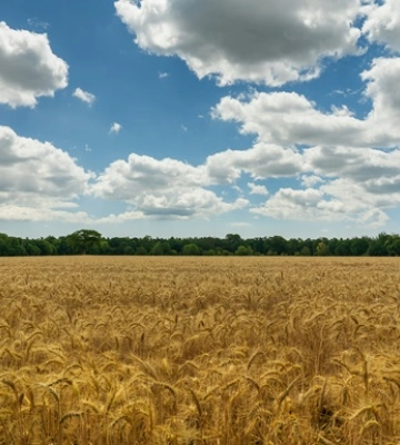 В USDA вважають, що урожай в Україні буде меншим, ніж торік
