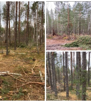 На Рівненщині «чорні» лісоруби завдали збитків довкіллю на понад 13 мільйонів гривень