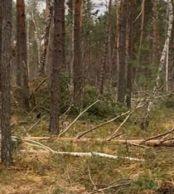 На Рівненщині через незаконну рубку знищено дерев на понад ₴13 мільйонів