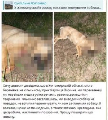 У Баранівці невідомі застрелили собаку переселенців