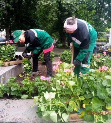 Одесу незабаром прикрасять більше 200 тисяч літніх квітів 