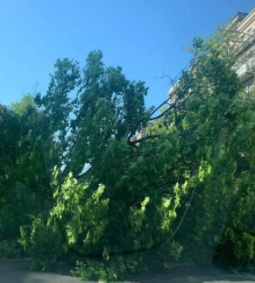У Києві дерево впало на проїжджу частину, ускладнений рух