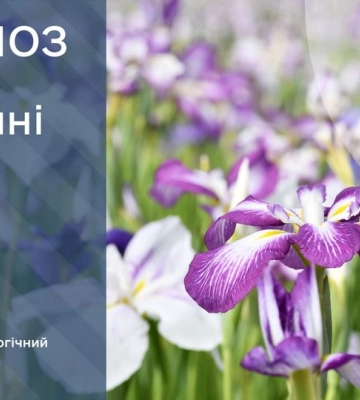 Погода у Києві та області на 14 травня: мінлива хмарність, без опадів