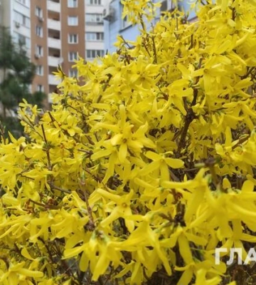 Погода на 17 травня: буде хмарно, але без опадів