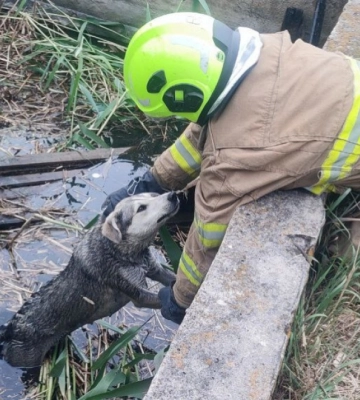Рятувальники Лиманського гарнізону витягли собак із занедбаної водойми