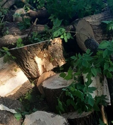 На Полтавщині групу людей підозрюють у незаконній вирубці дерев