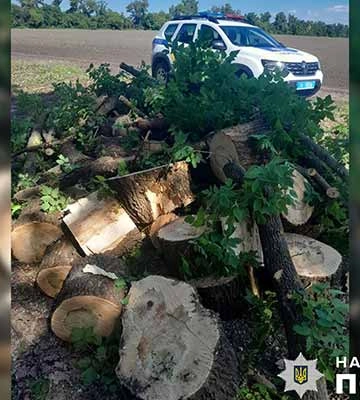 На Полтавщині п'ятеро зловмисників незаконно вирубували дерева