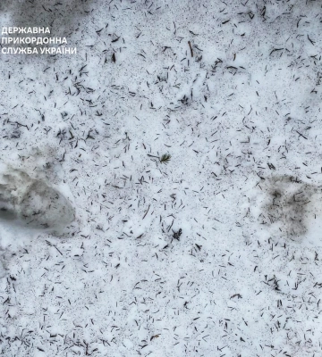 На гірських маршрутах поруч із державним кордоном з’явилося багато ведмедів